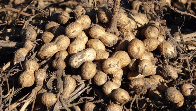 Cayó la cosecha de maní