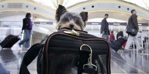 ¿Cuáles son los requisitos para ingresar con mascotas a la Argentina?