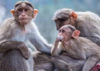 Alerta por casos de “viruela del mono”, una rara enfermedad detectada en Reino Unido, España y Portugal