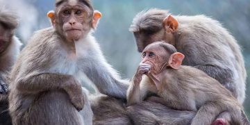 Alerta por casos de “viruela del mono”, una rara enfermedad detectada en Reino Unido, España y Portugal