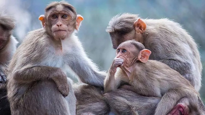 Alerta por casos de “viruela del mono”, una rara enfermedad detectada en Reino Unido, España y Portugal