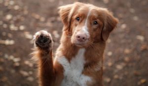 ¿Cómo averiguo si mi perro es zurdo o diestro?