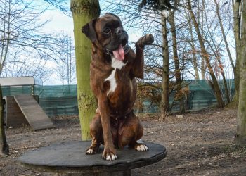 ¿Cómo averiguo si mi perro es zurdo o diestro?