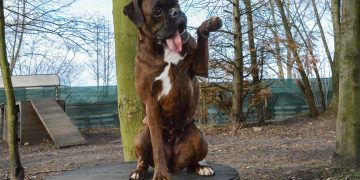 ¿Cómo averiguo si mi perro es zurdo o diestro?