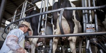 «El productor tambero argentino recibe el precio más bajo del mundo»