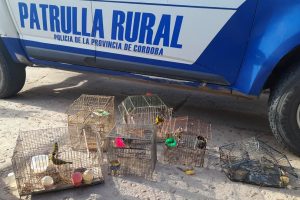 Más de 100 aves en cautiverio fueron rescatadas por la Policía Ambiental