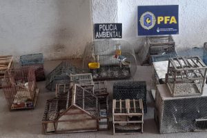 Más de 100 aves en cautiverio fueron rescatadas por la Policía Ambiental