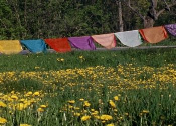 Una variada selección de películas