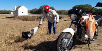 Encontraron un cóndor andino herido y trataron de llevarlo en una moto para curarlo