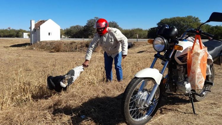 Encontraron un cóndor andino herido y trataron de llevarlo en una moto para curarlo