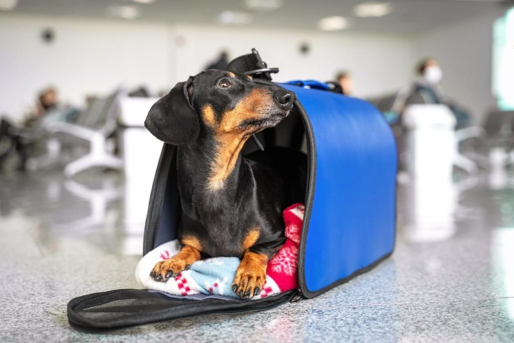 ¿Cuáles son los requisitos para ingresar con mascotas a la Argentina?