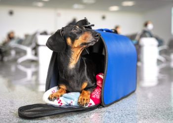 ¿Cuáles son los requisitos para ingresar con mascotas a la Argentina?