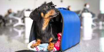 ¿Cuáles son los requisitos para ingresar con mascotas a la Argentina?