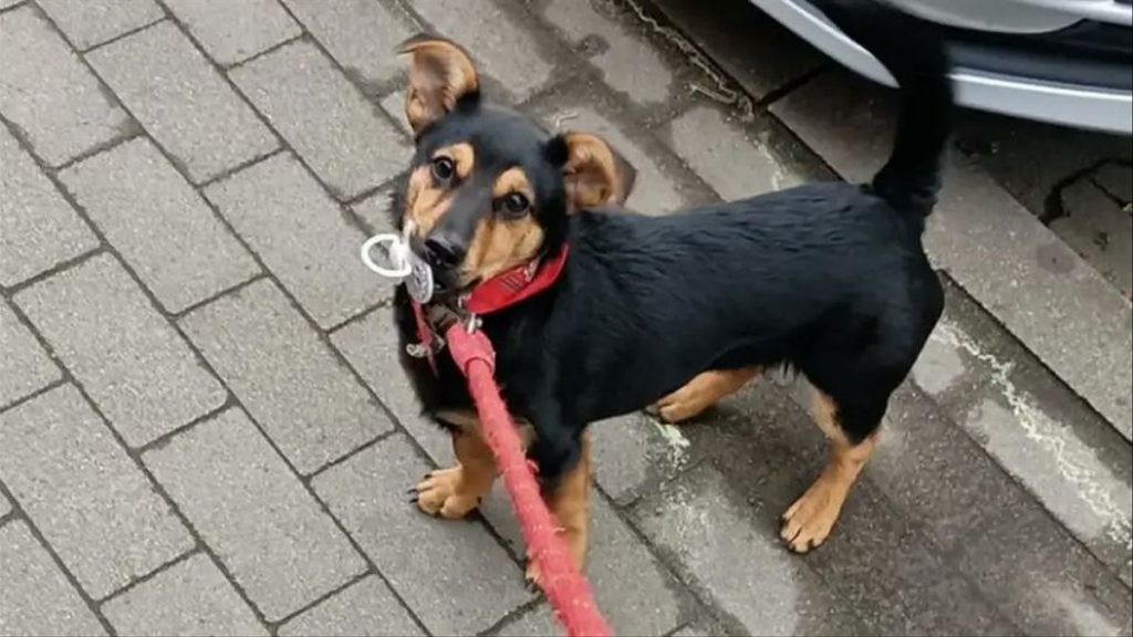 Tras hacer la cuarentena, el perro Coco retornará a su casa