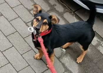 Tras hacer la cuarentena, el perro Coco retornará a su casa