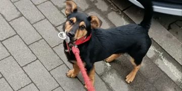 Tras hacer la cuarentena, el perro Coco retornará a su casa