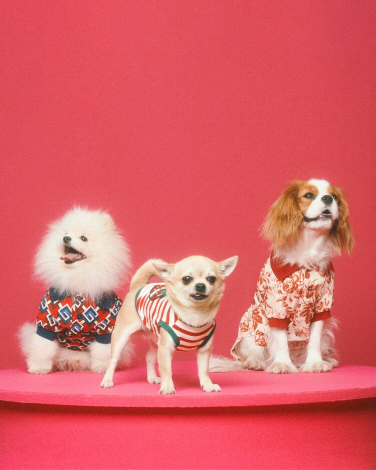 Gucci se suma a la ola y lanza su colección para mascotas