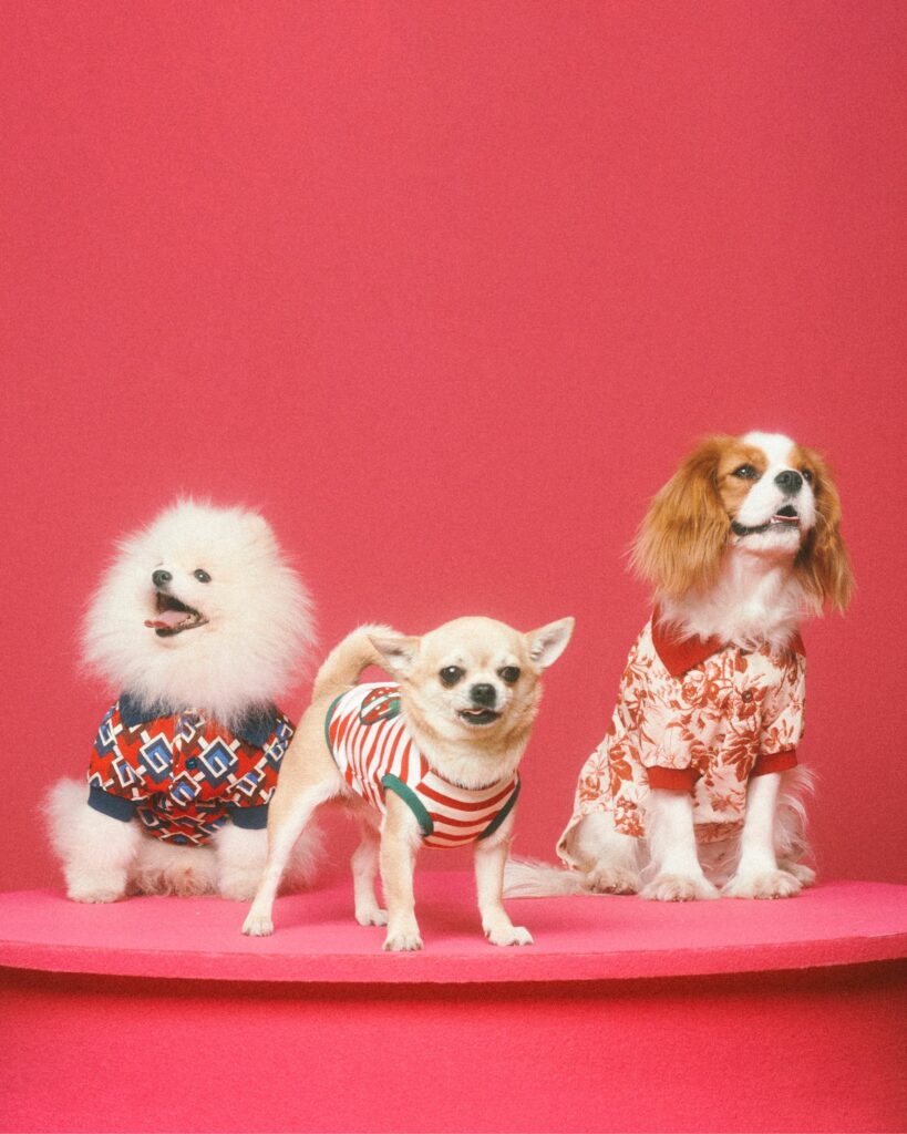Gucci se suma a la ola y lanza su colección para mascotas