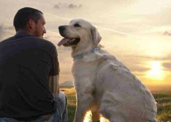 Estudios confirman que existe la fidelidad de los perros hacia los humanos