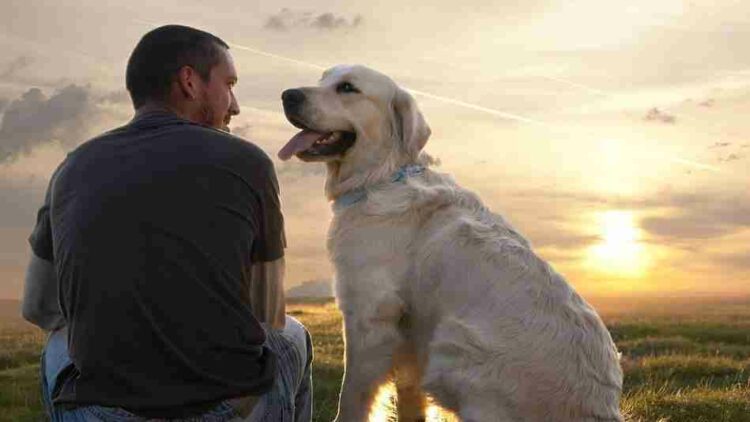 Estudios confirman que existe la fidelidad de los perros hacia los humanos