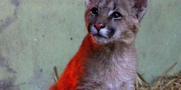 Policía Ambiental trasladó al ex Zoo un puma cachorro rescatado de una vivienda familiar