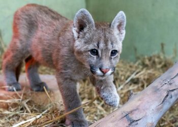 Policía Ambiental trasladó al ex Zoo un puma cachorro rescatado de una vivienda familiar