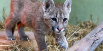 Policía Ambiental trasladó al ex Zoo un puma cachorro rescatado de una vivienda familiar