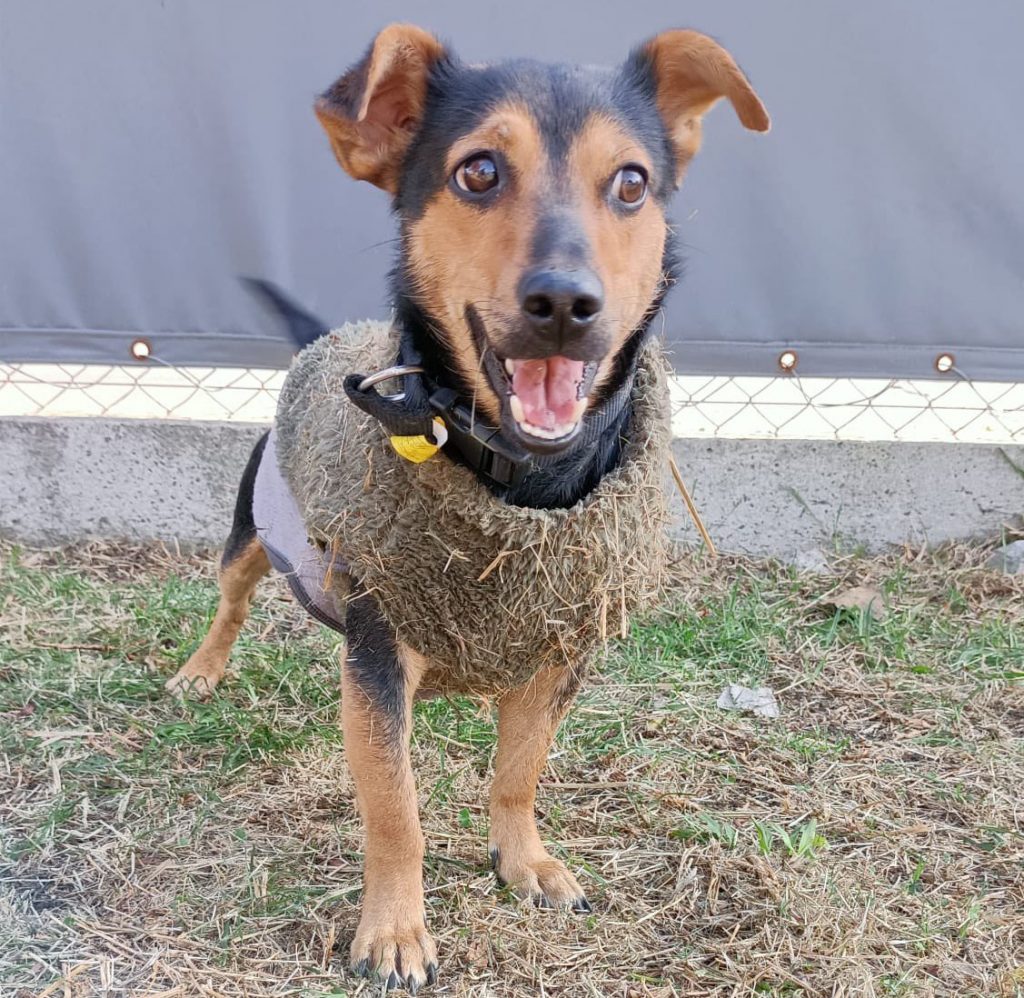 Luego de cumplir la cuarentena, "Coco" recupera su libertad y viajará a Córdoba