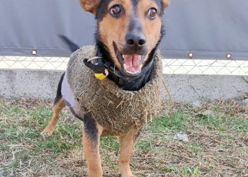 Luego de cumplir la cuarentena, «Coco» recupera su libertad y viajará a Córdoba