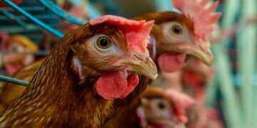 El ladrón de gallina