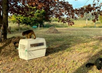 Dos monos Carayá fueron trasladados a un santuario natural de Entre Ríos