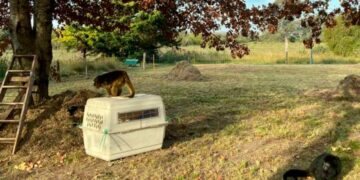 Dos monos Carayá fueron trasladados a un santuario natural de Entre Ríos