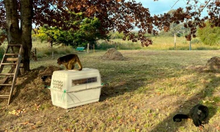Dos monos Carayá fueron trasladados a un santuario natural de Entre Ríos