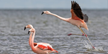 Destacan la importancia del nuevo Parque Nacional Ansenuza