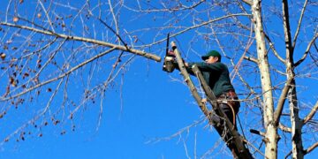 La Corte confirmó la suspensión de podas en Buenos Aires