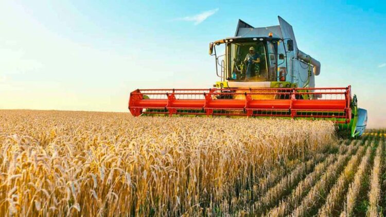 Productores deberán informar dos veces al año el volumen de la producción de granos