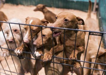 Nueva York busca prohibir la venta de perros y gatos en tiendas de animales