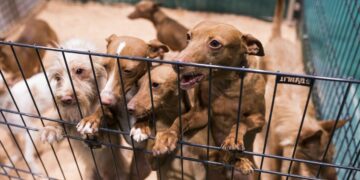 Nueva York busca prohibir la venta de perros y gatos en tiendas de animales