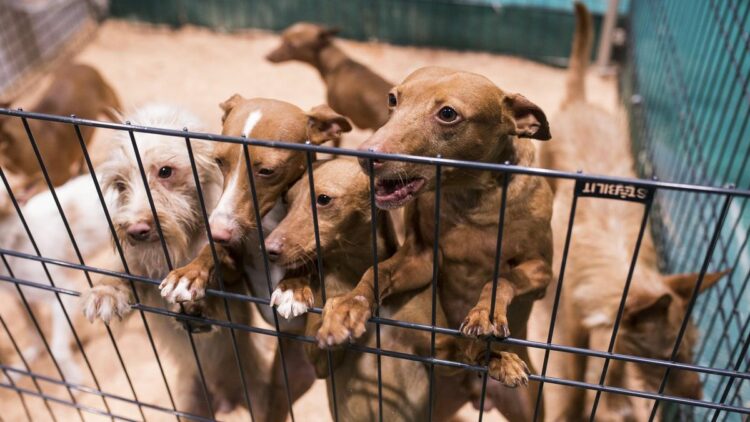Nueva York busca prohibir la venta de perros y gatos en tiendas de animales