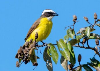 Descubren una nueva especie de Benteveo en Misiones