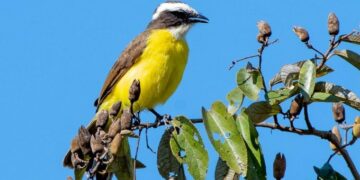 Descubren una nueva especie de Benteveo en Misiones