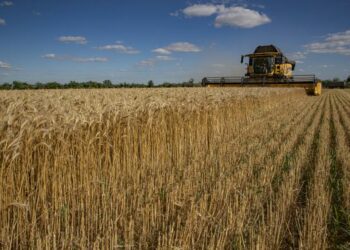 Rusia pidió a la ONU que facilite el levantamiento de sanciones para la exportación de granos