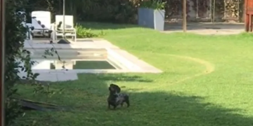 La misteriosa rutina ritual de un perro hace explotar las redes