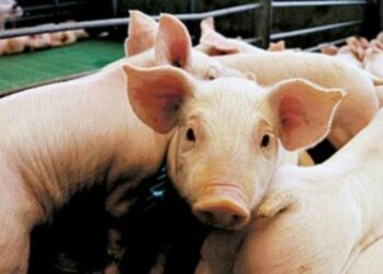 Detectaron 12 nuevos casos de triquinosis en la localidad de Canals