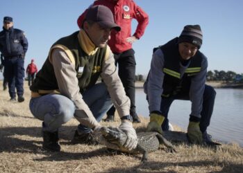 Policía Ambiental rescató un yacaré en lagunas de General Baldissera