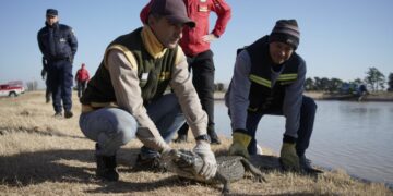 Policía Ambiental rescató un yacaré en lagunas de General Baldissera