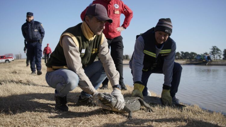 Policía Ambiental rescató un yacaré en lagunas de General Baldissera