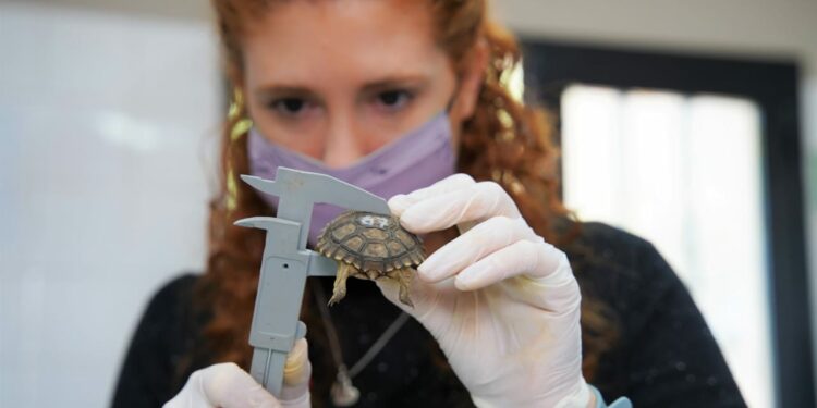 Así funciona el nuevo “Hospital de animales” en pleno Nueva Córdoba