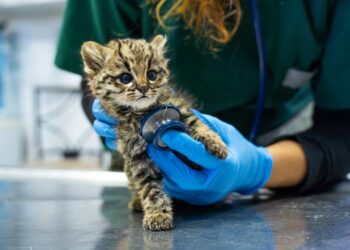 Así funciona el nuevo “Hospital de animales” en pleno Nueva Córdoba