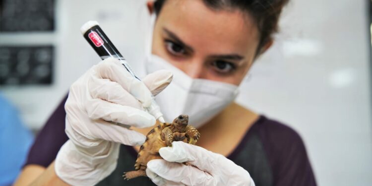 Así funciona el nuevo “Hospital de animales” en pleno Nueva Córdoba